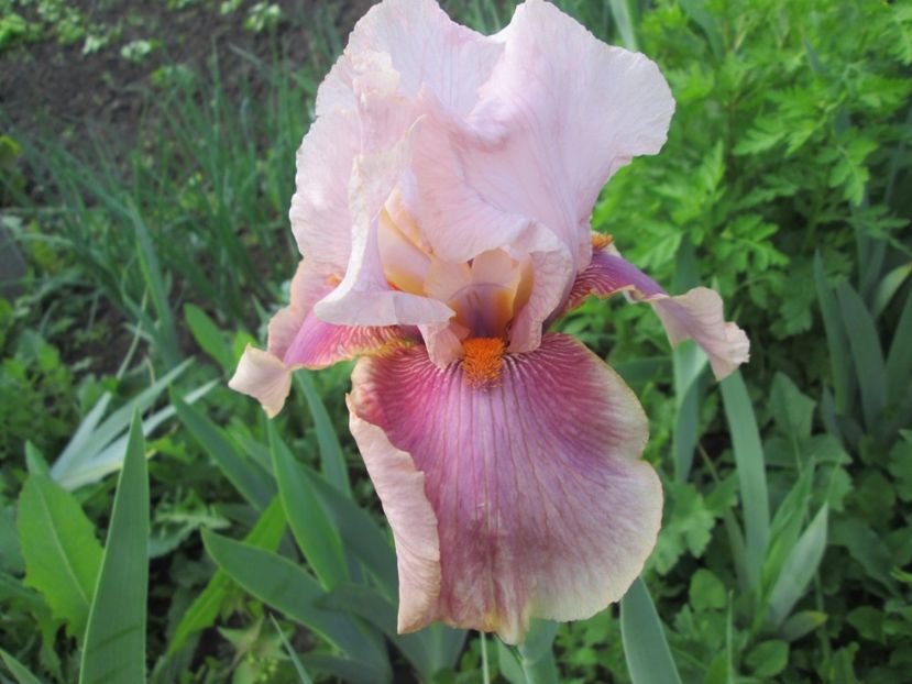  - Gradina cu irisi nr 1 in 2017