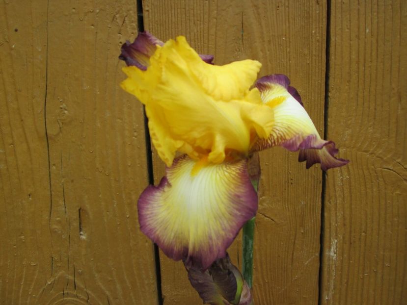  - Gradina cu irisi nr 1 in 2017