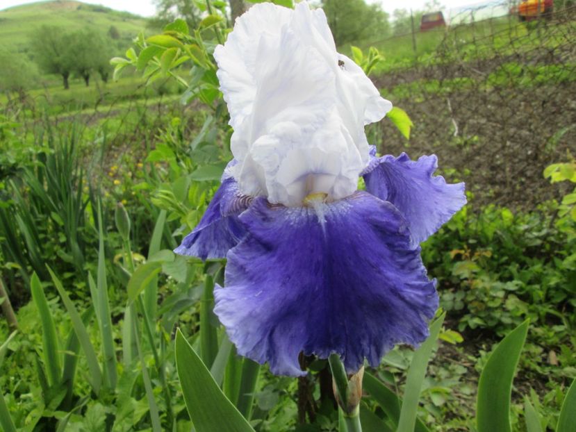  - Gradina cu irisi nr 1 in 2017