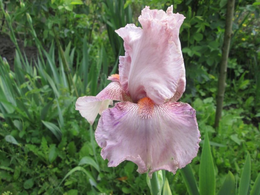  - Gradina cu irisi nr 1 in 2017