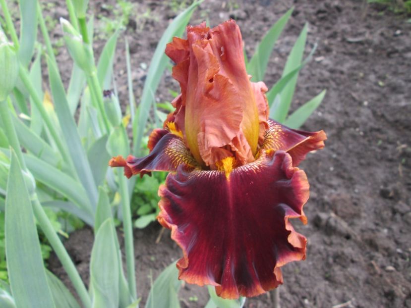  - Gradina cu irisi nr 1 in 2017