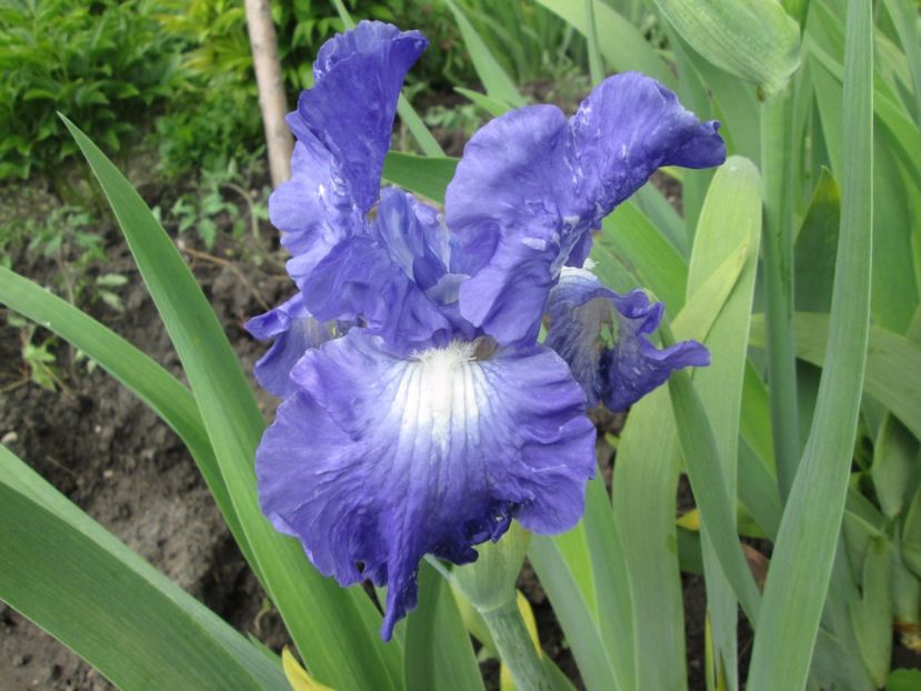  - Gradina cu irisi nr 1 in 2017