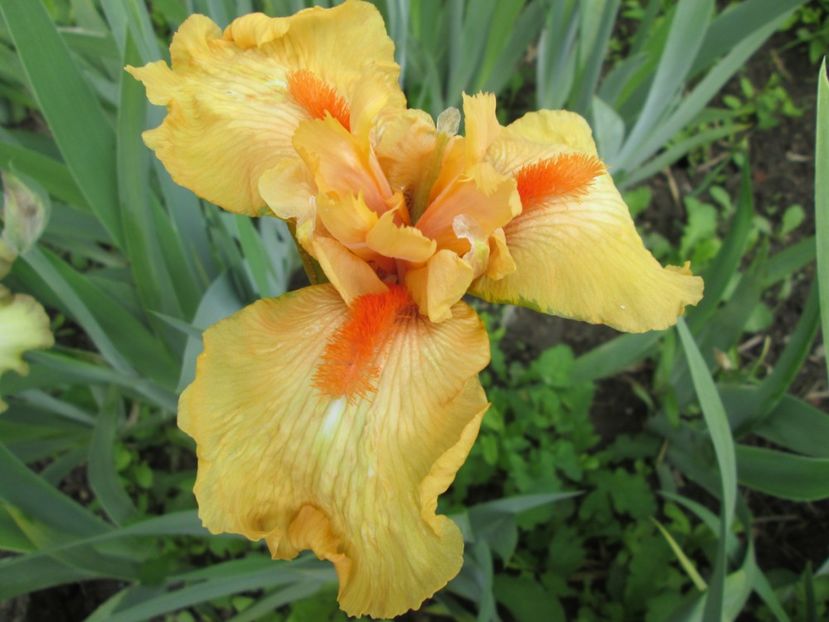  - Gradina cu irisi nr 1 in 2017