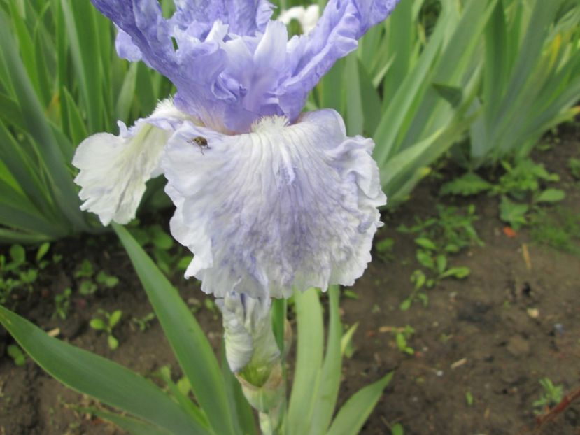  - Gradina cu irisi nr 1 in 2017