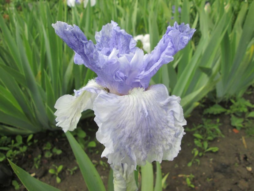  - Gradina cu irisi nr 1 in 2017