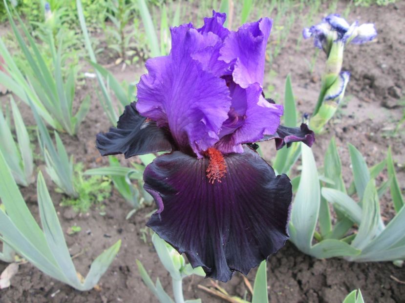  - Gradina cu irisi nr 1 in 2017