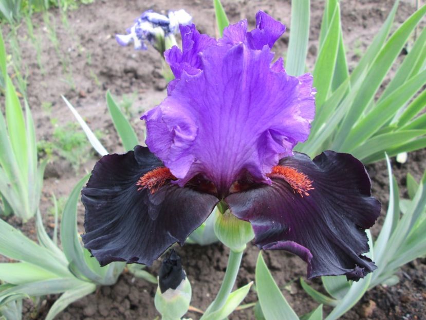  - Gradina cu irisi nr 1 in 2017