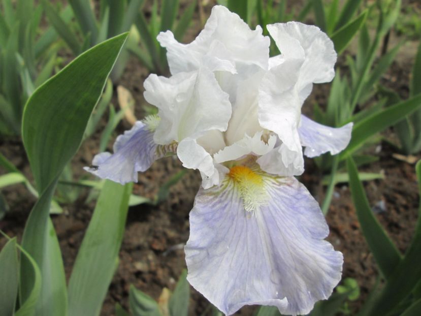  - Gradina cu irisi nr 1 in 2017