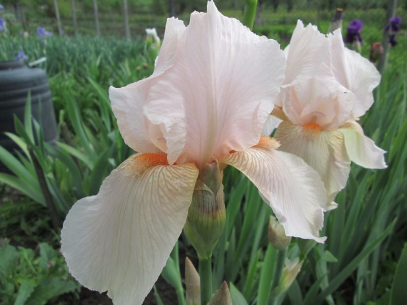  - Gradina cu irisi nr 1 in 2017