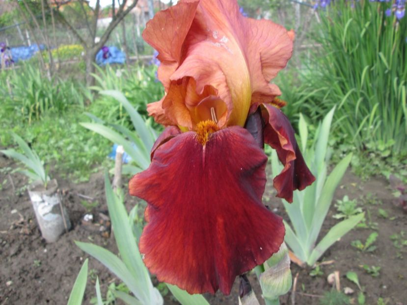 - Gradina cu irisi nr 1 in 2017