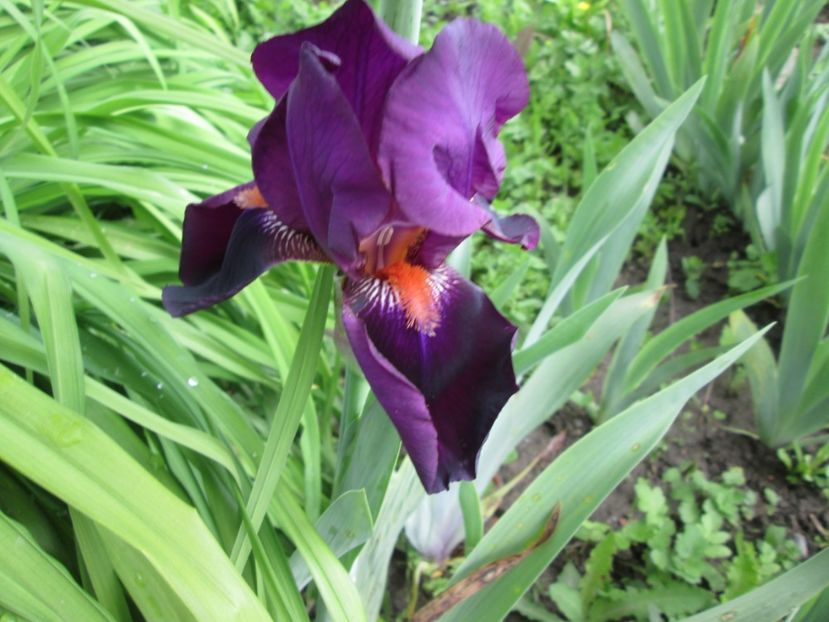  - Gradina cu irisi nr 1 in 2017