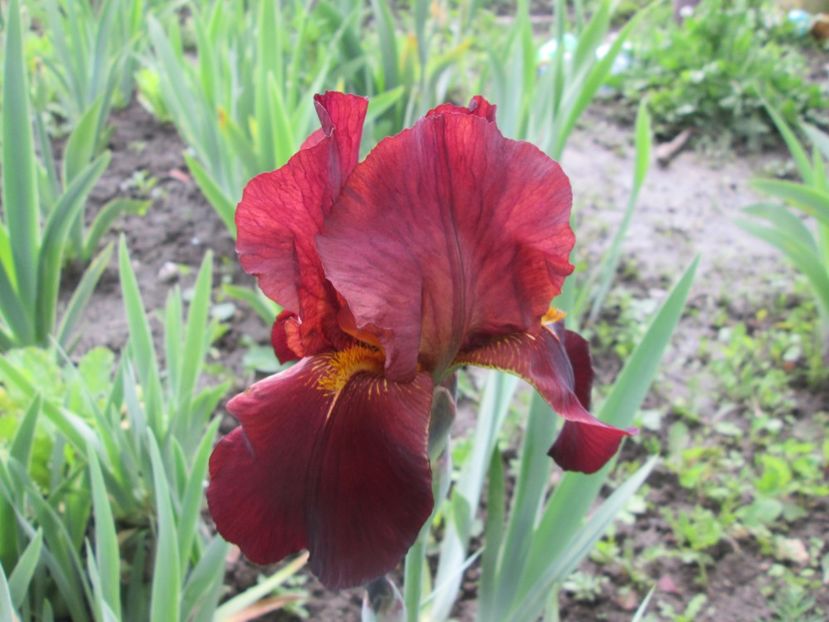  - Gradina cu irisi nr 1 in 2017