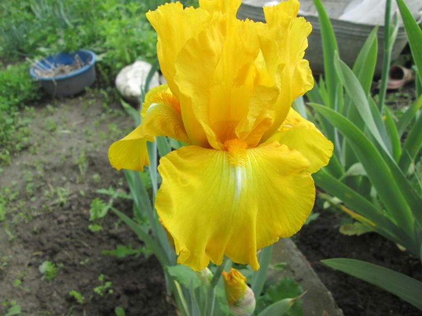  - Gradina cu irisi nr 1 in 2017