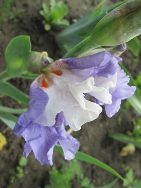  - Gradina cu irisi nr 1 in 2017