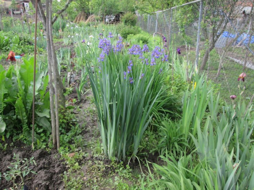  - Gradina cu irisi nr 1 in 2017