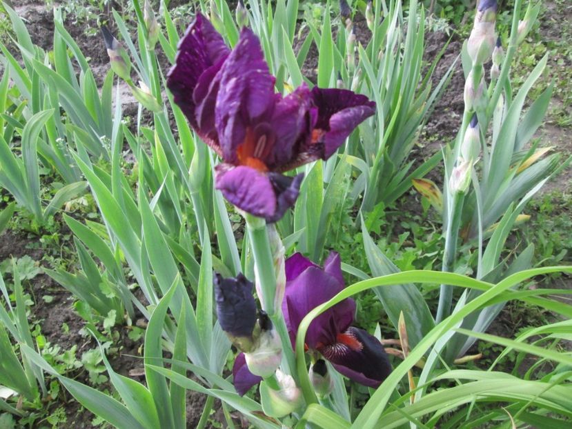  - Gradina cu irisi nr 1 in 2017