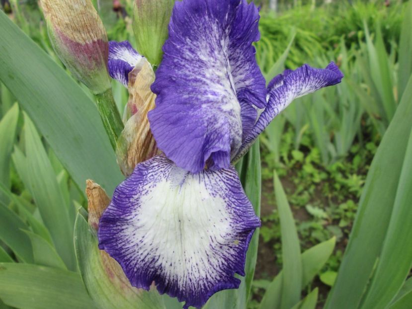  - Gradina cu irisi nr 1 in 2017