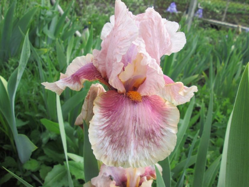  - Gradina cu irisi nr 1 in 2017