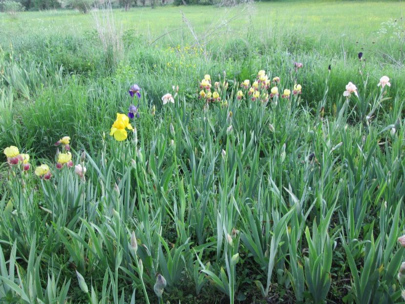  - Gradina cu irisi nr 1 in 2017