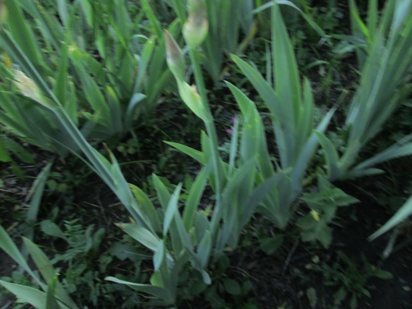  - Gradina cu irisi nr 1 in 2017