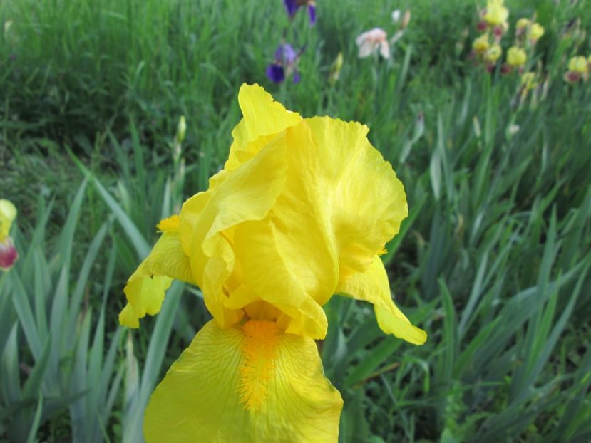  - Gradina cu irisi nr 1 in 2017