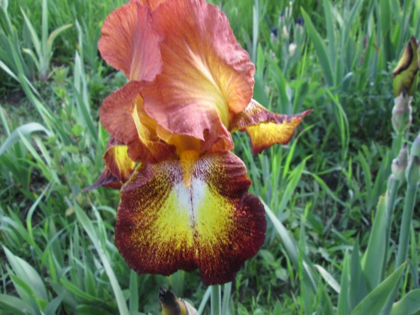  - Gradina cu irisi nr 1 in 2017