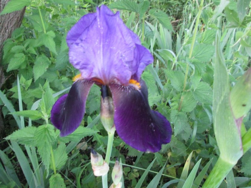  - Gradina cu irisi nr 1 in 2017