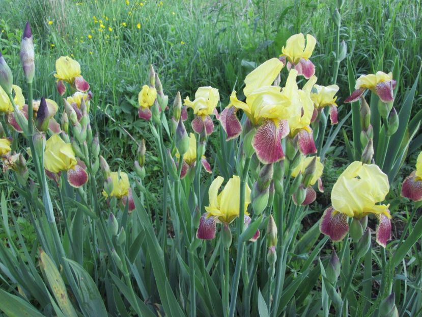  - Gradina cu irisi nr 1 in 2017