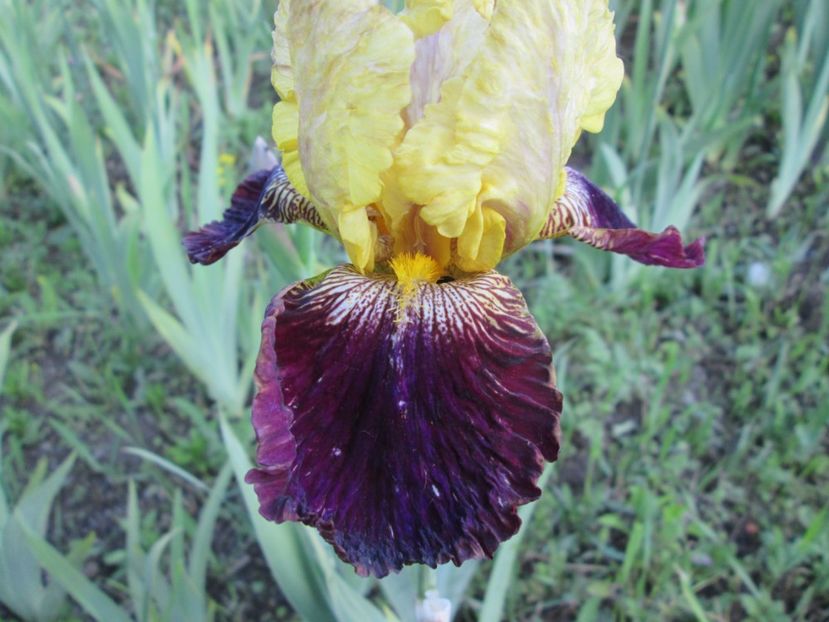  - Gradina cu irisi nr 1 in 2017