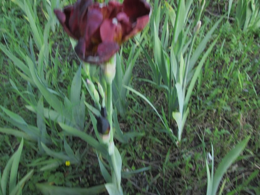  - Gradina cu irisi nr 1 in 2017