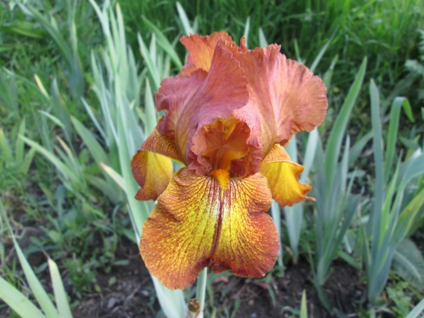  - Gradina cu irisi nr 1 in 2017