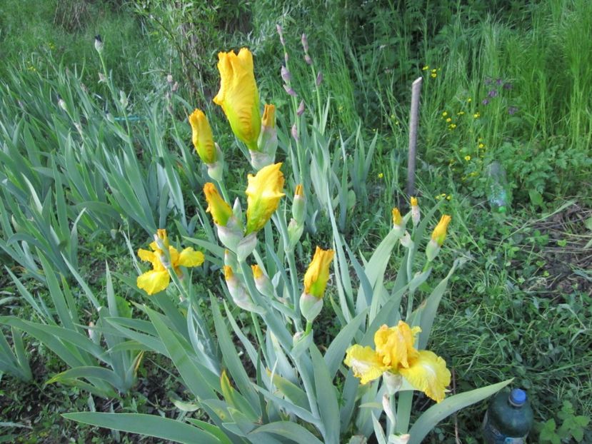  - Gradina cu irisi nr 1 in 2017