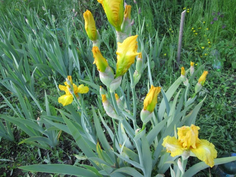  - Gradina cu irisi nr 1 in 2017