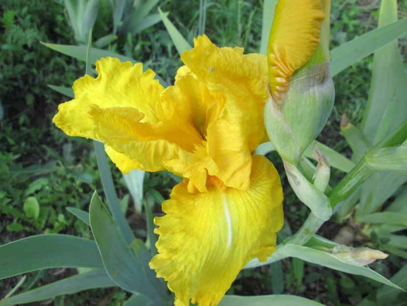  - Gradina cu irisi nr 1 in 2017