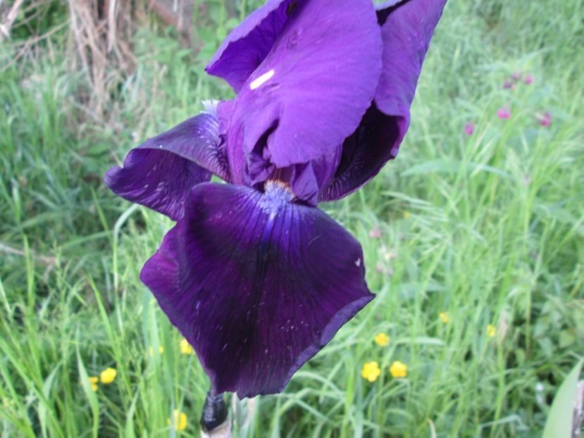  - Gradina cu irisi nr 1 in 2017