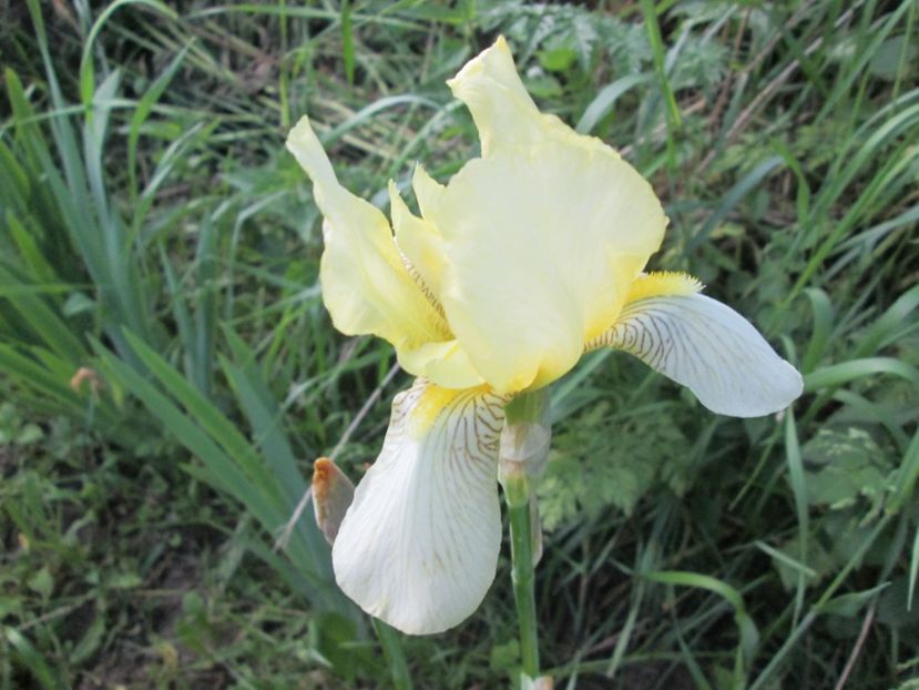  - Gradina cu irisi nr 1 in 2017