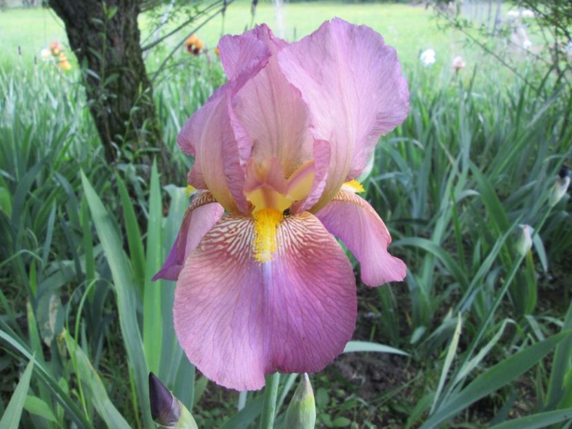  - Gradina cu irisi nr 1 in 2017