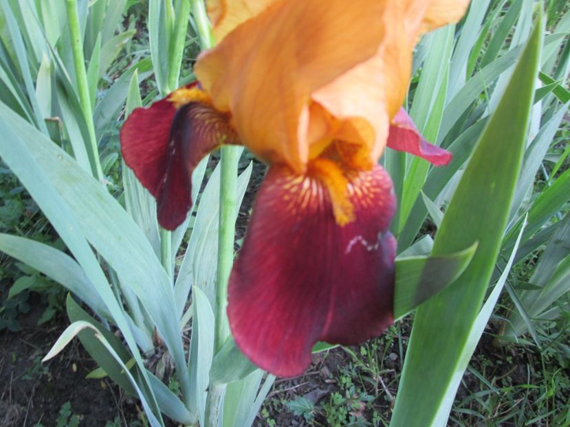  - Gradina cu irisi nr 1 in 2017