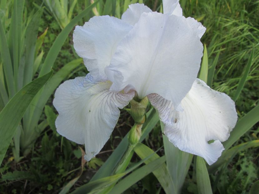  - Gradina cu irisi nr 1 in 2017