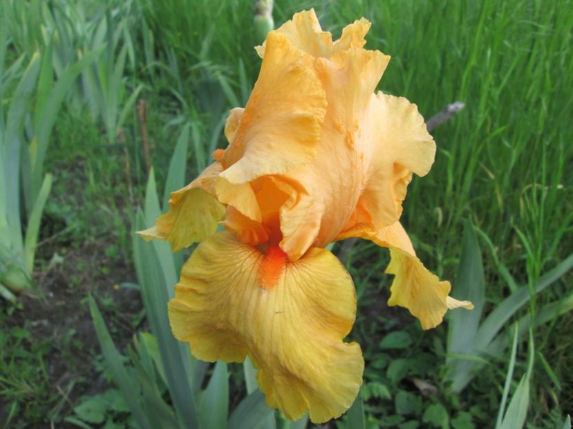  - Gradina cu irisi nr 1 in 2017