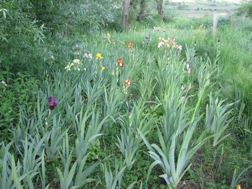  - Gradina cu irisi nr 1 in 2017