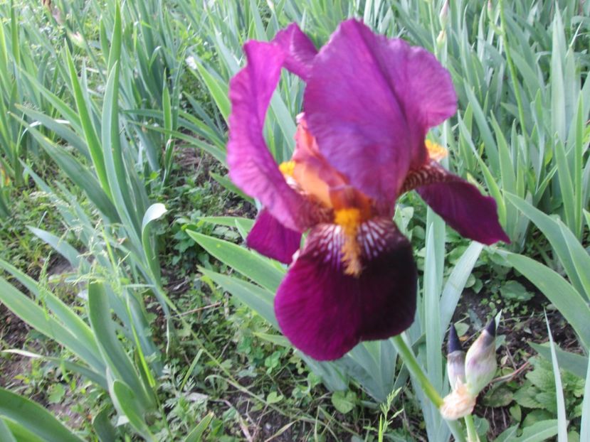  - Gradina cu irisi nr 1 in 2017