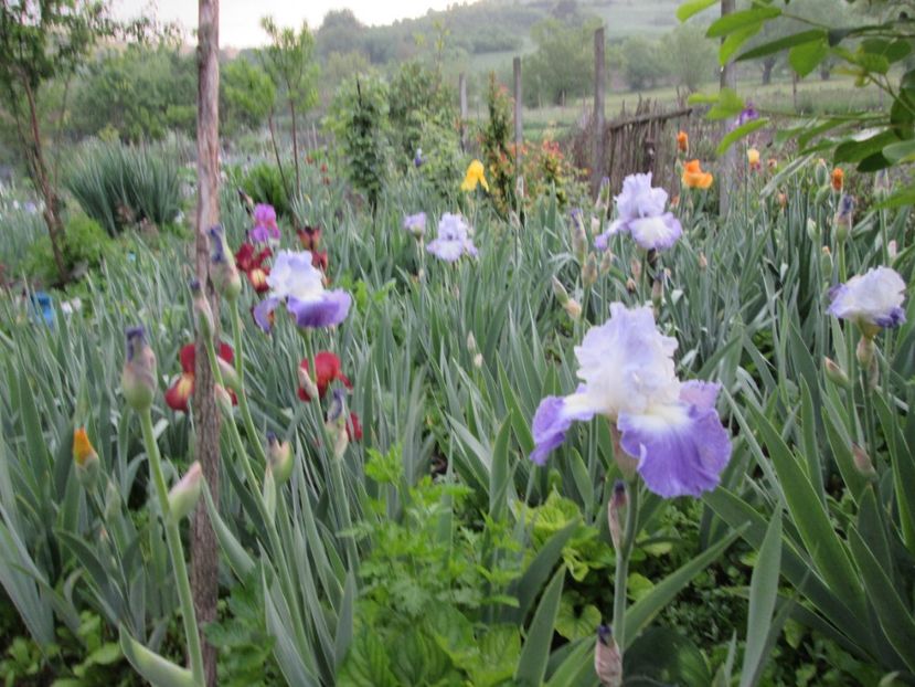  - Gradina cu irisi nr 1 in 2017