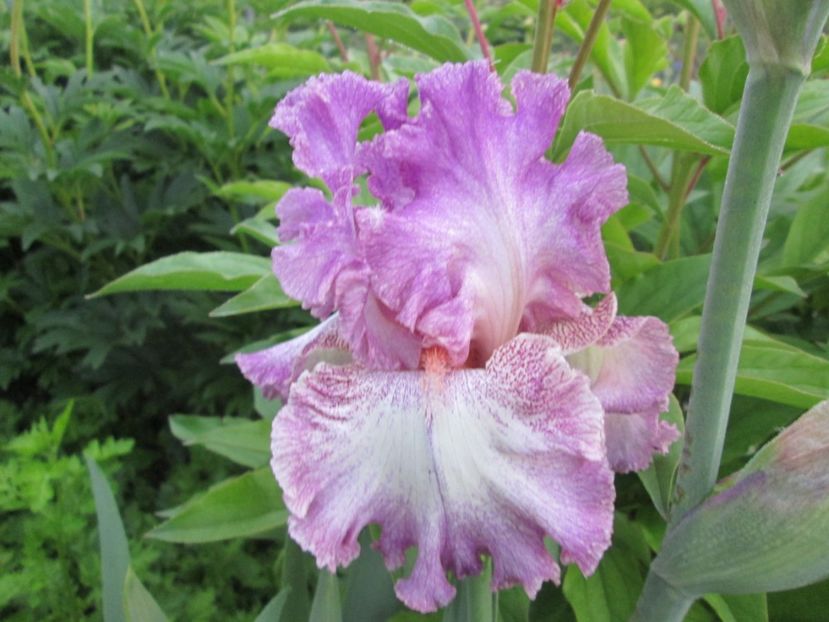  - Gradina cu irisi nr 1 in 2017