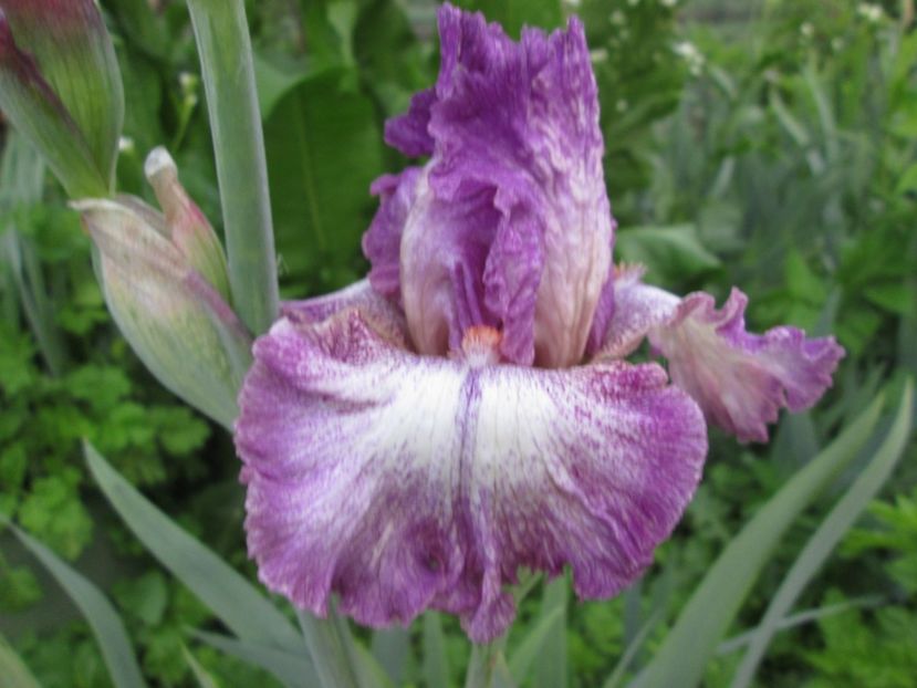  - Gradina cu irisi nr 1 in 2017