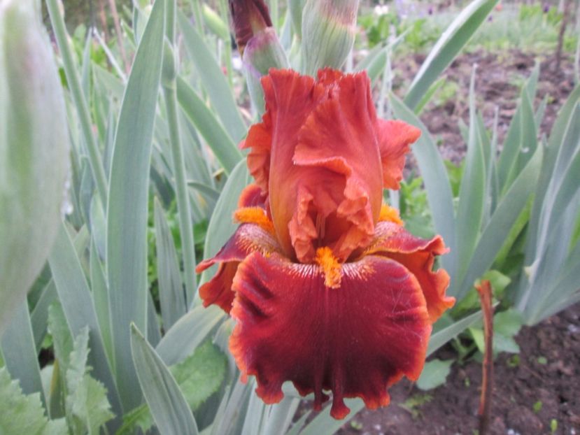  - Gradina cu irisi nr 1 in 2017