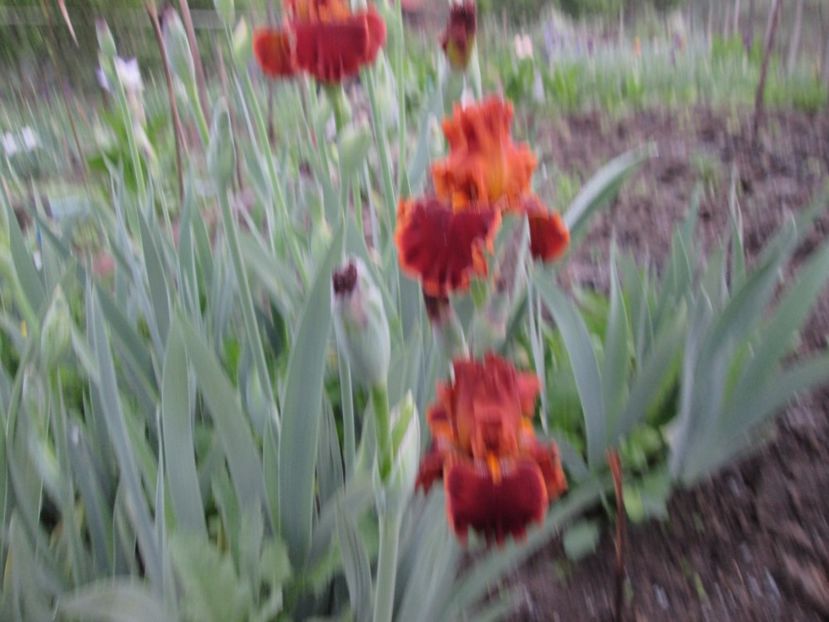  - Gradina cu irisi nr 1 in 2017