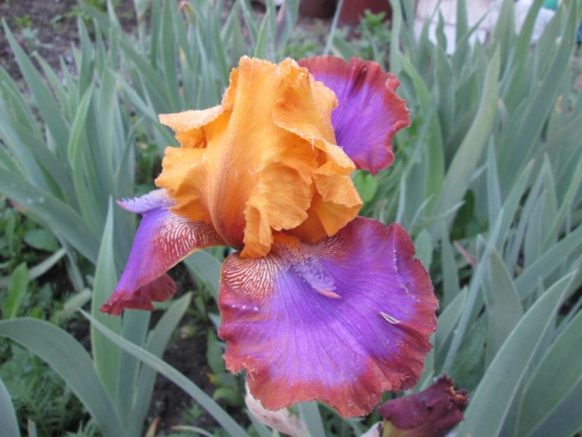  - Gradina cu irisi nr 1 in 2017