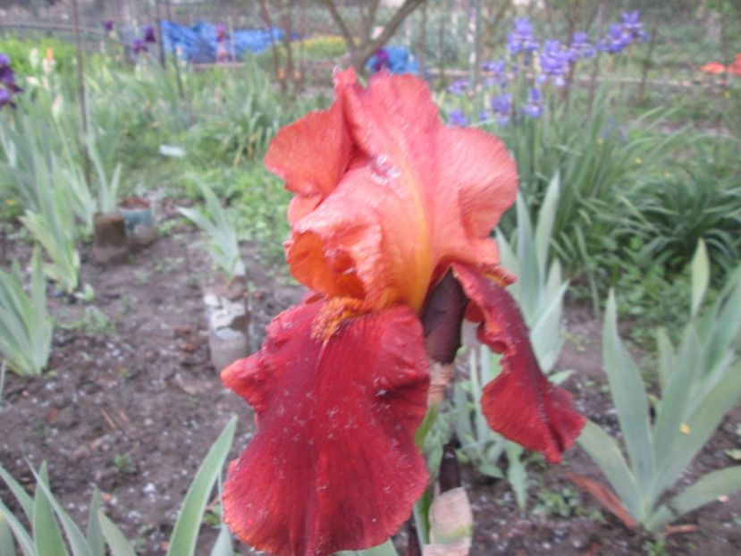  - Gradina cu irisi nr 1 in 2017