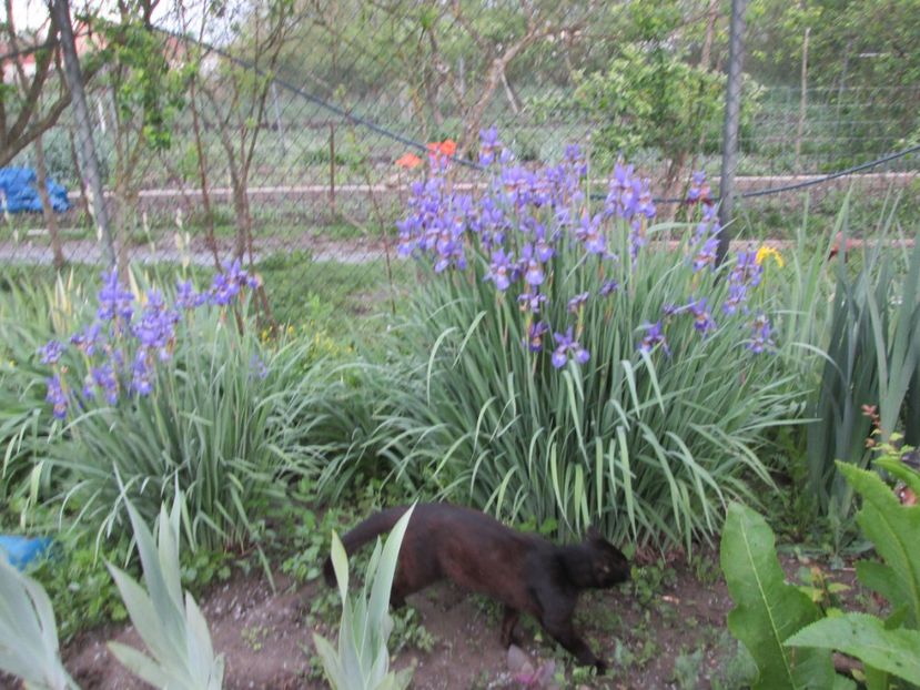  - Gradina cu irisi nr 1 in 2017